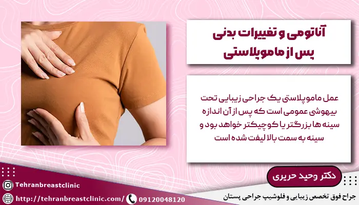 تصویر حاوی اطلاعاتی در مورد آناتومی و تغییرات بدنی پس از ماموپلاستی